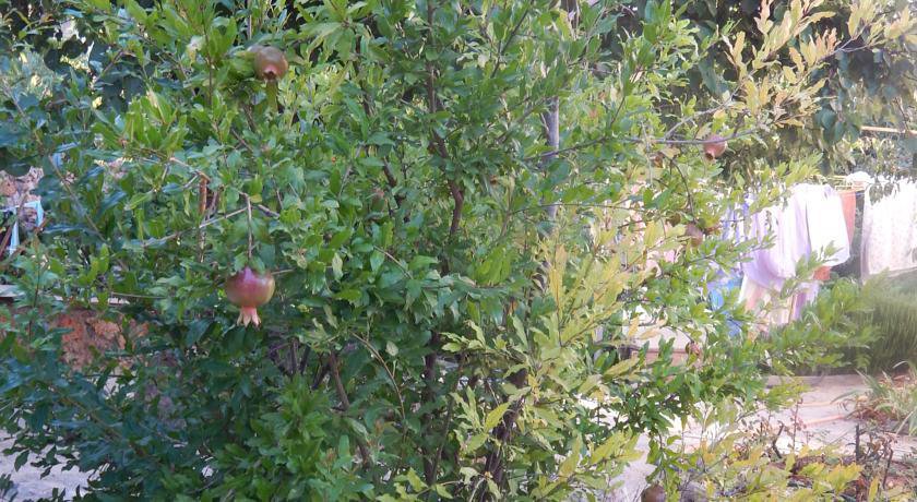 Гостевой дом The Grand Mollusk Севастополь-13