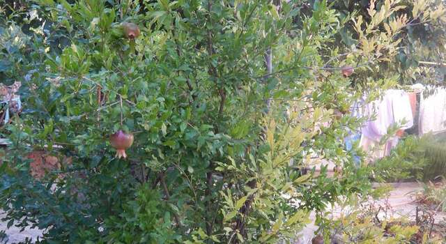 Гостевой дом The Grand Mollusk Севастополь-12